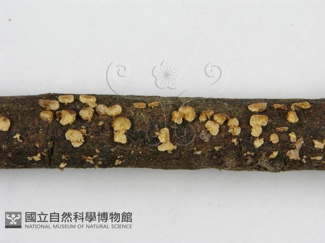 登錄號:F0003307藏品圖，第7張