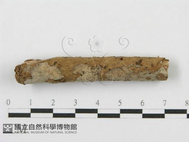 登錄號:F0012917藏品圖，第7張