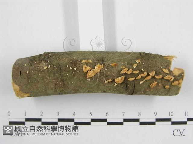 微皮傘屬藏品圖，第7張