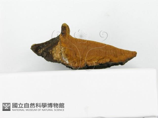 登錄號:F0017237藏品圖，第7張
