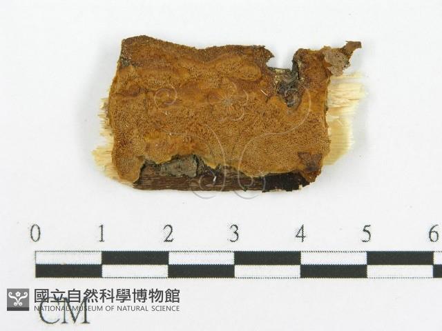 登錄號:F0017377藏品圖，第7張