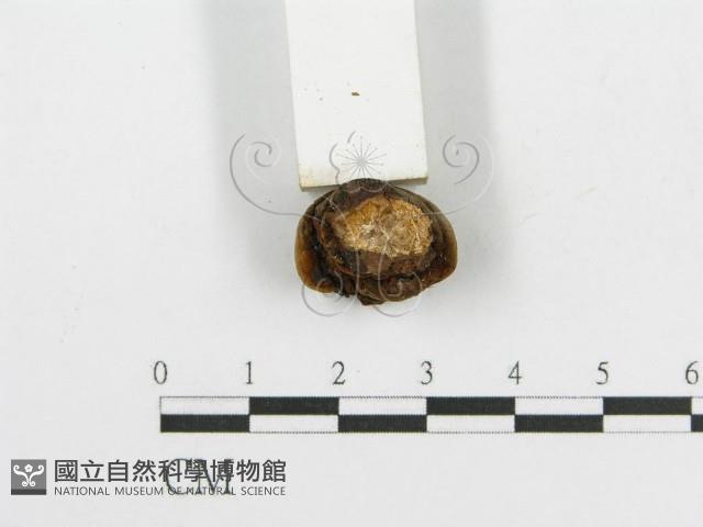 登錄號:F0017865藏品圖，第7張