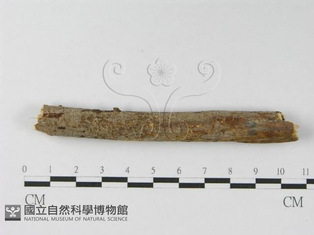 登錄號:F0010465藏品圖，第7張