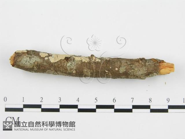 登錄號:F0010525藏品圖，第7張