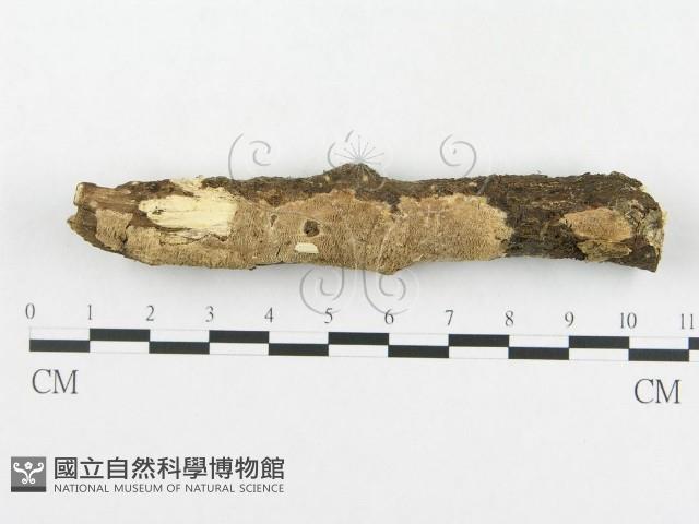 登錄號:F0000215藏品圖，第7張