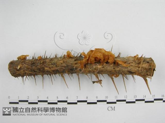微皮傘屬藏品圖，第7張