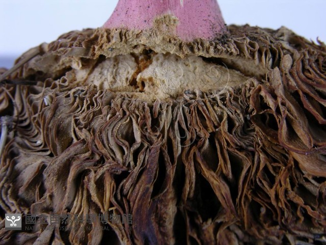 登錄號:F0003755藏品圖，第7張