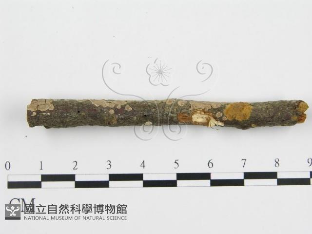 登錄號:F0001055藏品圖，第7張