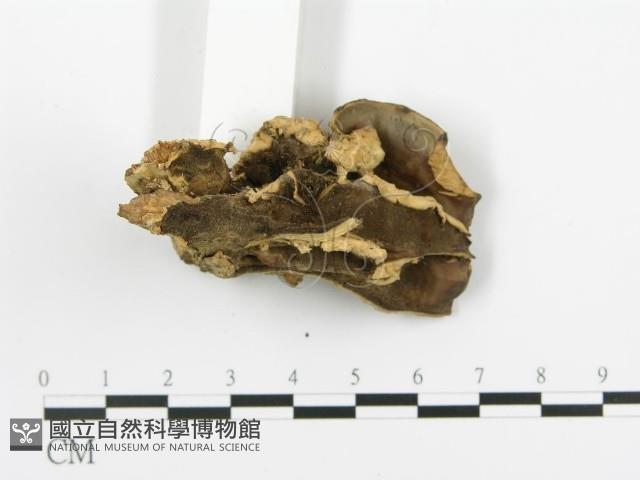 煙管菌藏品圖，第7張