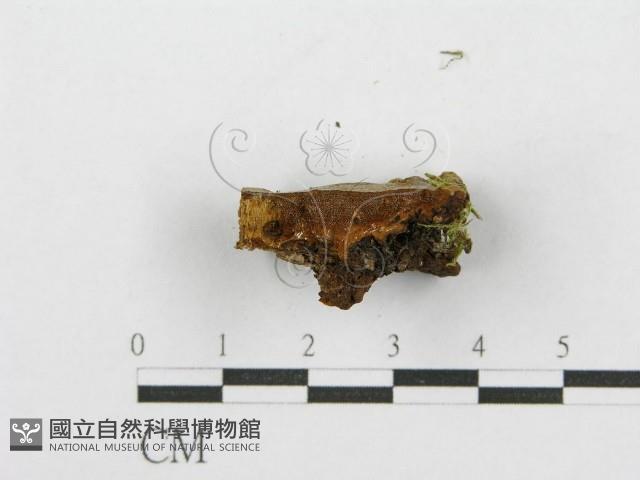 登錄號:F0017545藏品圖，第7張