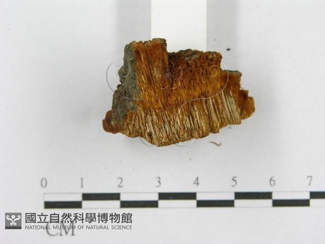 木層孔菌屬藏品圖，第7張
