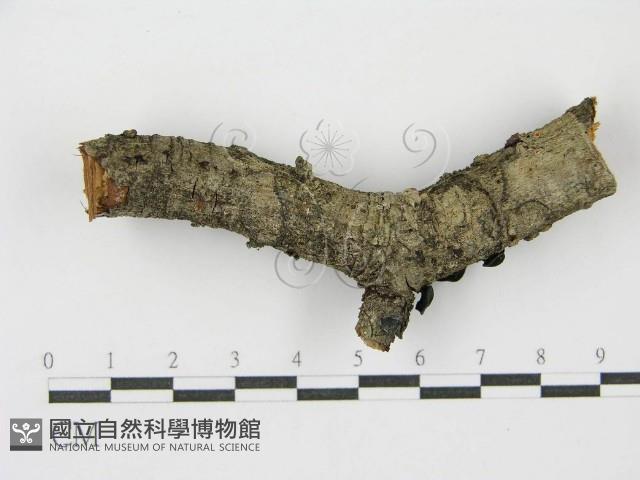 登錄號:F0001169藏品圖，第7張