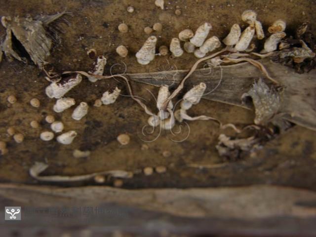 鬼傘屬藏品圖，第7張