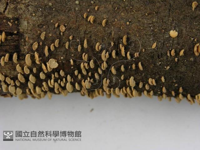 登錄號:F0012609藏品圖，第7張