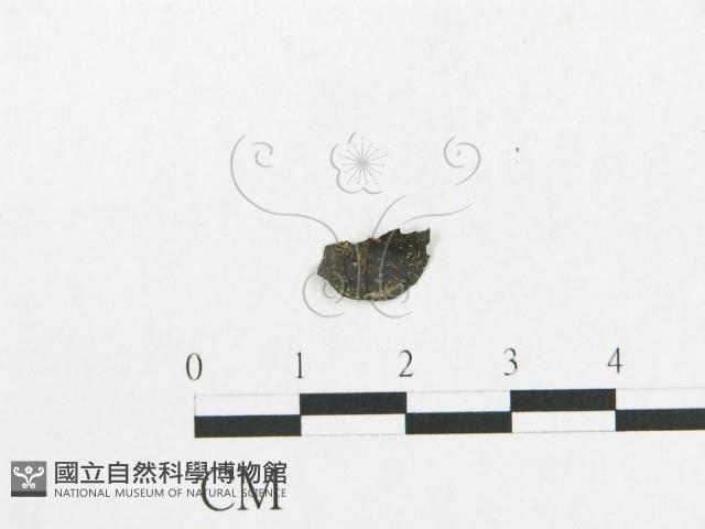 登錄號:F0019119藏品圖，第7張