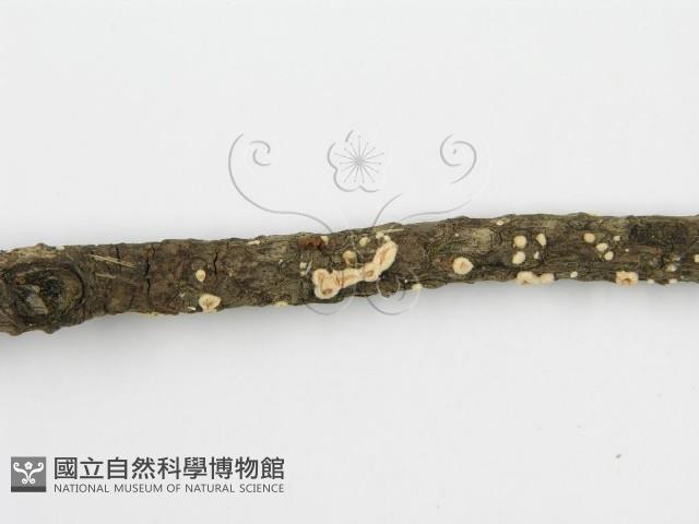 Accession Number:F0002959 Collection Image, Figure 7, Total 7 Figures