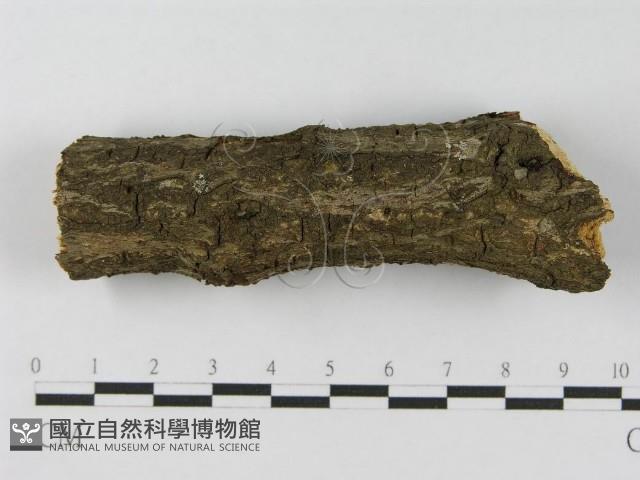 登錄號:F0008549藏品圖，第7張