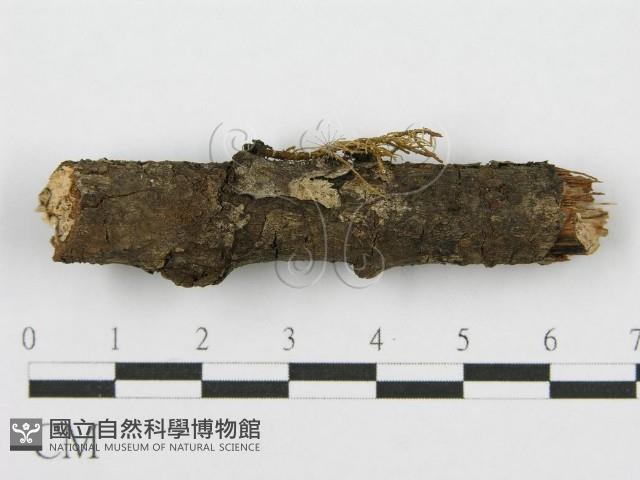 筍殼菌屬藏品圖，第7張