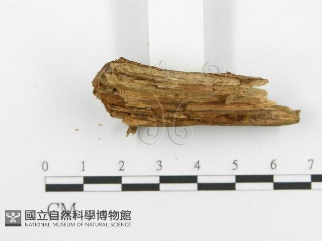 登錄號:F0017339藏品圖，第7張