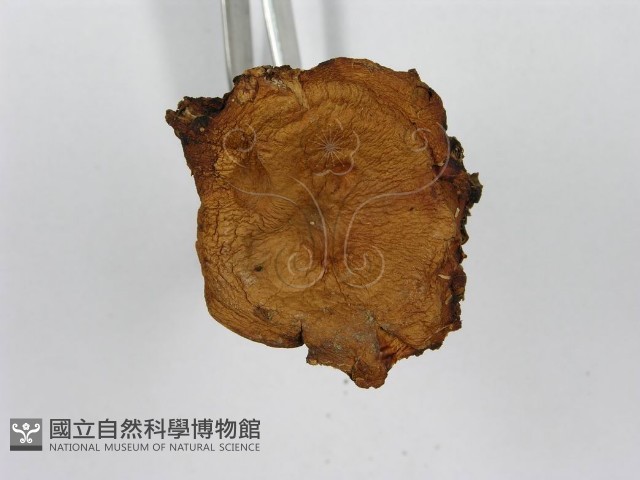 紅菇屬藏品圖，第7張