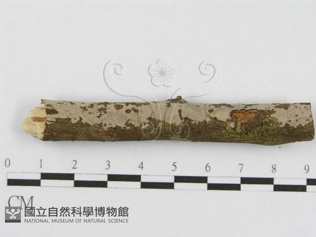 登錄號:F0010463藏品圖，第7張