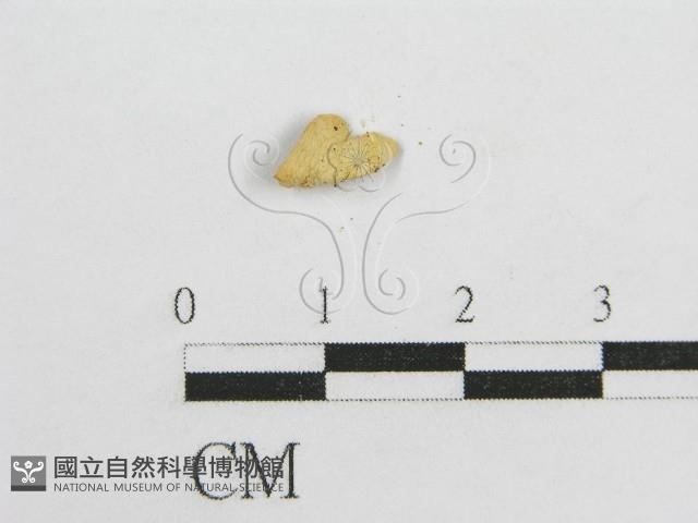 微皮傘屬藏品圖，第7張