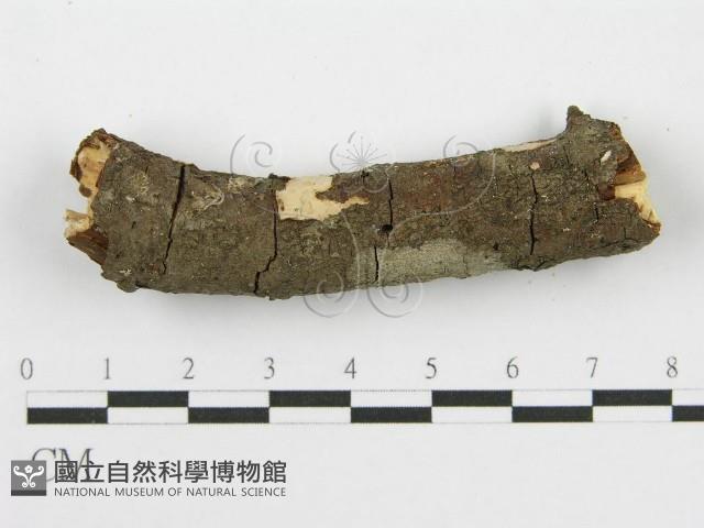 筍殼菌屬藏品圖，第7張