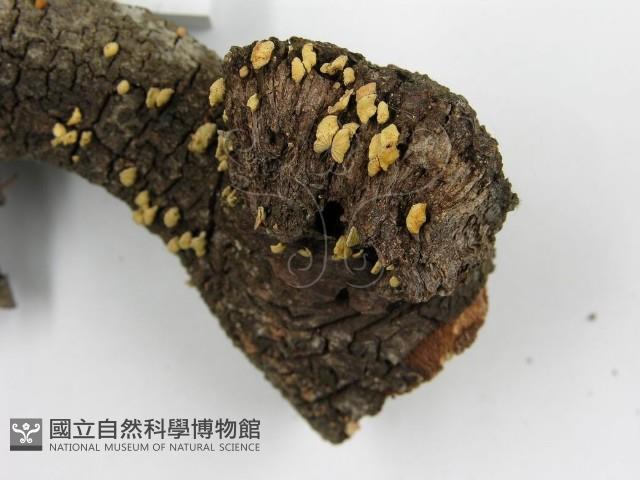 登錄號:F0005603藏品圖，第7張
