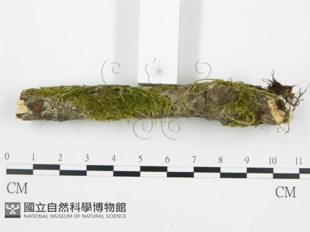 登錄號:F0013453藏品圖，第7張