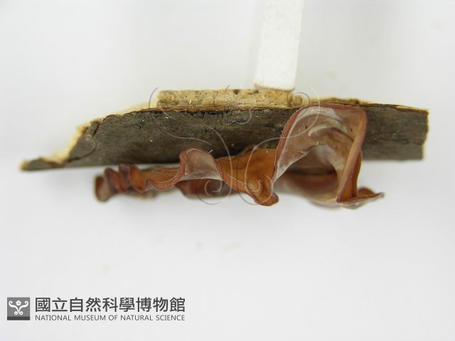 木耳藏品圖，第7張