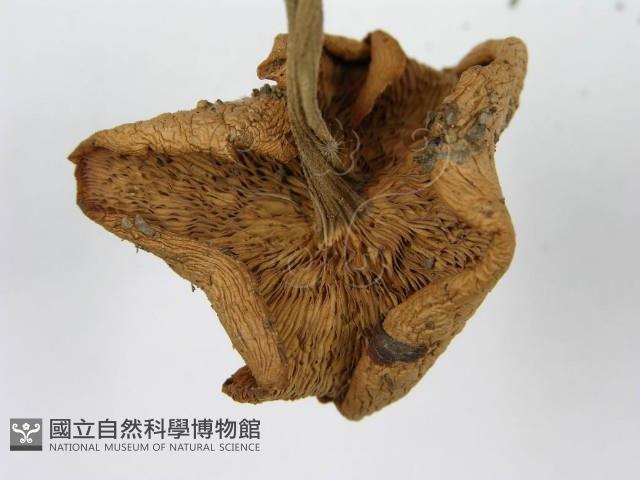 登錄號:F0012383藏品圖，第7張