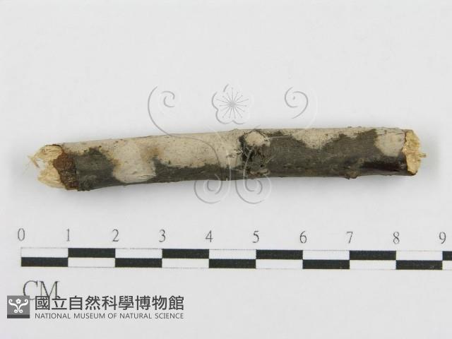 登錄號:F0016933藏品圖，第7張