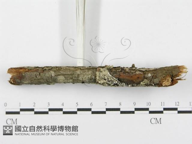 登錄號:F0015773藏品圖，第7張