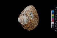 蛤藏品圖，第1張