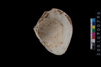 蛤藏品圖，第2張