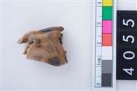 中型鹿右下顎第1或第2大臼齒藏品圖，第1張