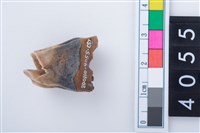 中型鹿右下顎第1或第2大臼齒藏品圖，第2張