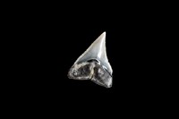 鯊魚牙齒藏品圖，第6張