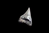 鯊魚牙齒藏品圖，第7張