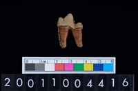 狗左下顎第1大臼齒藏品圖，第2張
