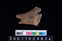 不明獸骨藏品圖，第2張