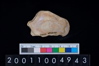 海貝-牡蠣藏品圖，第2張