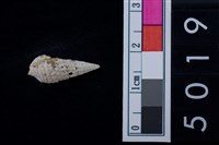 松山層海貝-鐵尖海蜷藏品圖，第1張