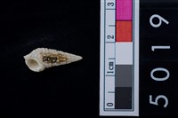 松山層海貝-鐵尖海蜷藏品圖，第2張