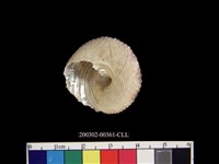 鐘螺藏品圖，第4張