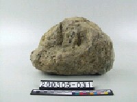 石灰岩藏品圖，第1張