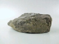 貝殼化石藏品圖，第3張