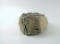 貝殼化石藏品圖，第4張