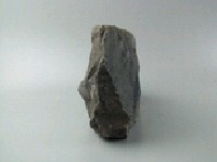 貝殼化石藏品圖，第5張