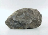貝殼化石藏品圖，第6張